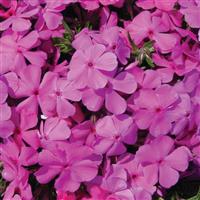 PHLOX SUBULATA (CREEPING PHLOX) - Quart - Springbank Greenhouses