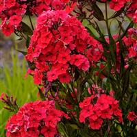 PHLOX RED RIDING HOOD (GARDEN PHLOX) - 1 Gallon - Springbank Greenhouses