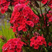 PHLOX RED RIDING HOOD (GARDEN PHLOX) - 1 Gallon - Springbank Greenhouses