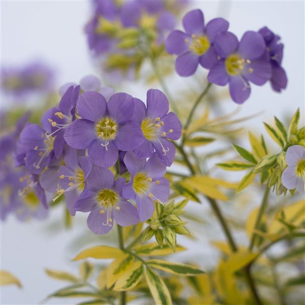 POLEMONIUM GOLDEN FEATHERS (JACOB'S LADDER) - 1 Gallon
