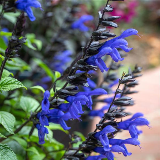 SALVIA BODACIOUS HUMMINGBIRD FALLS  (TRAILING)- 5.5" - Springbank Greenhouses