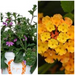 SCAEVOLA AND LANTANA HANGING BASKET - 12" (30cm) WIDE AND 7" (18cm) DEEP - Springbank Greenhouses