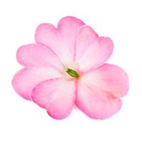 IMPATIEN SUNPATIENS COMPACT - 4.5"