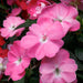IMPATIEN SUNPATIENS VIGOROUS PATIO PLANTERS - CONTAINER IS 14" (35cm) WIDE AND 9" (23cm) DEEP - Springbank Greenhouses