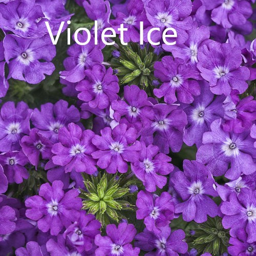 VERBENA SUPERBENA SERIES- 4" - Springbank Greenhouses
