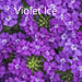 VERBENA SUPERBENA SERIES- 4" - Springbank Greenhouses