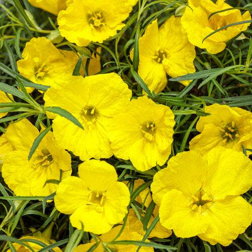 SUPERLOPHUS SUNGLOW (OENOTHERA) - 4" - Springbank Greenhouses