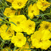 SUPERLOPHUS SUNGLOW (OENOTHERA) - 4" - Springbank Greenhouses