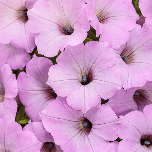 PETUNIA SUPERTUNIA VISTA SERIES (BUBBLEGUM IS JUNE'S FAVOURITE PLANT OF ALL TIME!!!) - 4" - Springbank Greenhouses