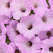 PETUNIA SUPERTUNIA VISTA SERIES (BUBBLEGUM IS JUNE'S FAVOURITE PLANT OF ALL TIME!!!) - 4" - Springbank Greenhouses