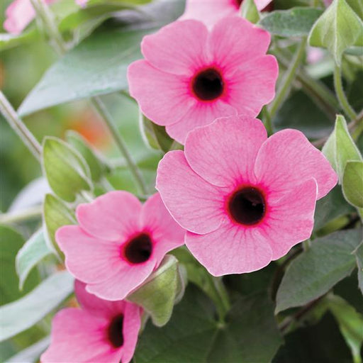 THUNBERGIA SUNNY SUSY SERIES - 5.5" - Springbank Greenhouses