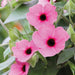THUNBERGIA SUNNY SUSY SERIES - 5.5" - Springbank Greenhouses