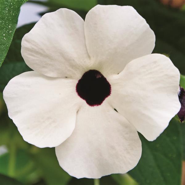 THUNBERGIA SUNNY SUSY SERIES - 5.5" - Springbank Greenhouses