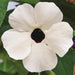 THUNBERGIA SUNNY SUSY SERIES - 5.5" - Springbank Greenhouses