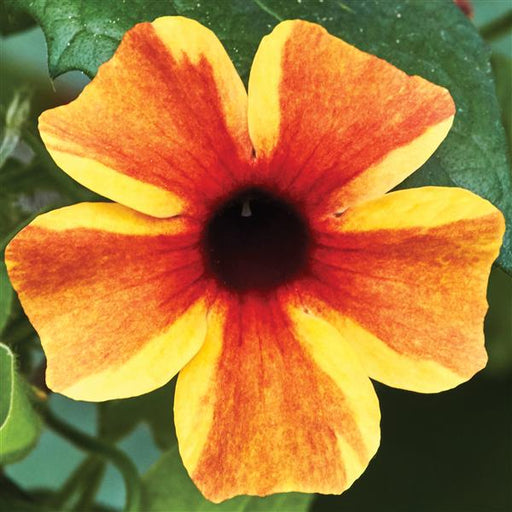 THUNBERGIA SUNNY SUSY SERIES - 5.5" - Springbank Greenhouses