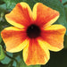 THUNBERGIA SUNNY SUSY SERIES - 5.5" - Springbank Greenhouses