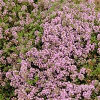 THYMUS MAGIC CARPET (CREEPING THYME) - Quart (Copy) - Springbank Greenhouses