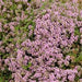 THYMUS MAGIC CARPET (CREEPING THYME) - Quart (Copy) - Springbank Greenhouses