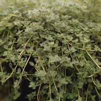 THYMUS WOOLLY (CREEPING THYME) - Quart - Springbank Greenhouses