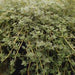 THYMUS WOOLLY (CREEPING THYME) - Quart - Springbank Greenhouses