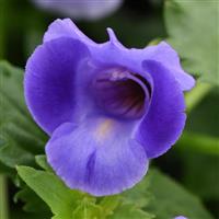 TORENIA SUMMER WAVE SERIES - 4.5" - Springbank Greenhouses
