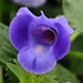 TORENIA SUMMER WAVE SERIES - 4.5" - Springbank Greenhouses