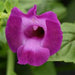 TORENIA SUMMER WAVE SERIES - 4.5" - Springbank Greenhouses