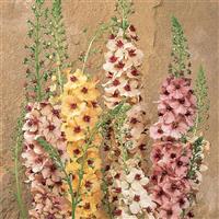 VERBASCUM SOUTHERN CHARM (MULLEIN) - 1 Gallon - Springbank Greenhouses