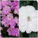 IMPATIEN SUNPATIENS VIGOROUS PATIO PLANTERS - CONTAINER IS 14" (35cm) WIDE AND 9" (23cm) DEEP - Springbank Greenhouses