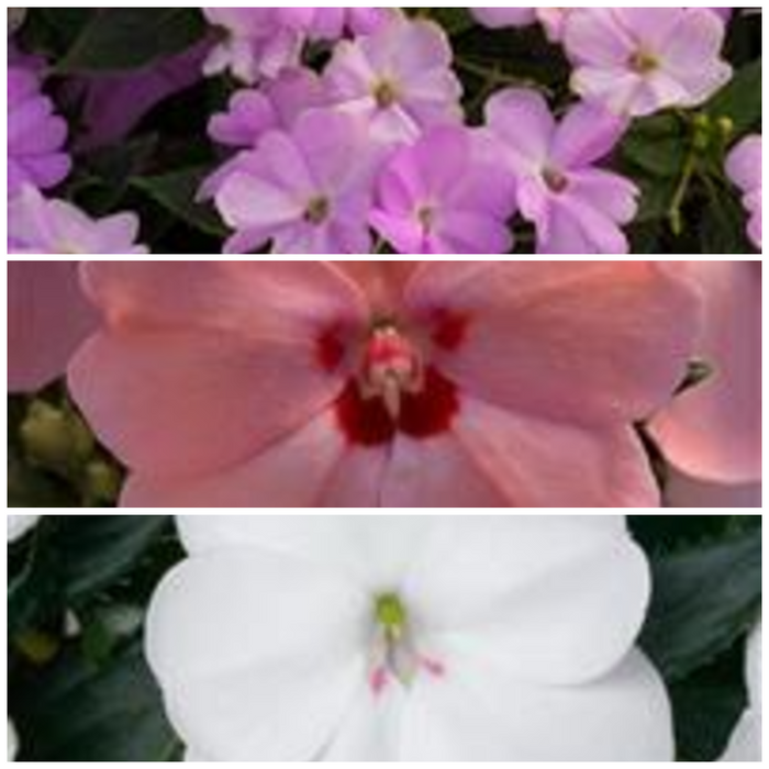 IMPATIEN SUNPATIENS VIGOROUS PATIO PLANTERS - CONTAINER IS 14" (35cm) WIDE AND 9" (23cm) DEEP - Springbank Greenhouses