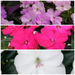 IMPATIEN SUNPATIENS VIGOROUS PATIO PLANTERS - CONTAINER IS 14" (35cm) WIDE AND 9" (23cm) DEEP - Springbank Greenhouses