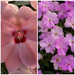 IMPATIEN SUNPATIENS VIGOROUS PATIO PLANTERS - CONTAINER IS 14" (35cm) WIDE AND 9" (23cm) DEEP - Springbank Greenhouses