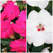 IMPATIEN SUNPATIENS VIGOROUS PATIO PLANTERS - CONTAINER IS 14" (35cm) WIDE AND 9" (23cm) DEEP - Springbank Greenhouses