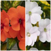 IMPATIEN SUNPATIENS VIGOROUS PATIO PLANTERS - CONTAINER IS 14" (35cm) WIDE AND 9" (23cm) DEEP - Springbank Greenhouses