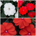 IMPATIEN SUNPATIENS VIGOROUS PATIO PLANTERS - CONTAINER IS 14" (35cm) WIDE AND 9" (23cm) DEEP - Springbank Greenhouses