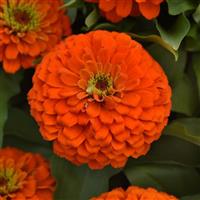 ZINNIA ZESTY SERIES - 4.5"