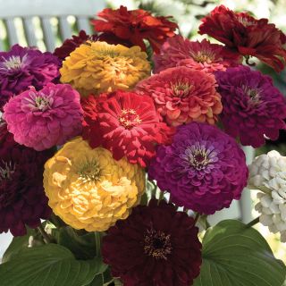 ZINNIA BENARY GIANT MIX - 4.5" - Springbank Greenhouses