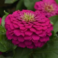 ZINNIA ZESTY SERIES - 4.5"
