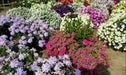 SUNNY MIXED WINDOW BOX - BOX IS 24" (60cm) LONG, 6" (15cm) WIDE AND 6" (15cm) DEEP - Springbank Greenhouses