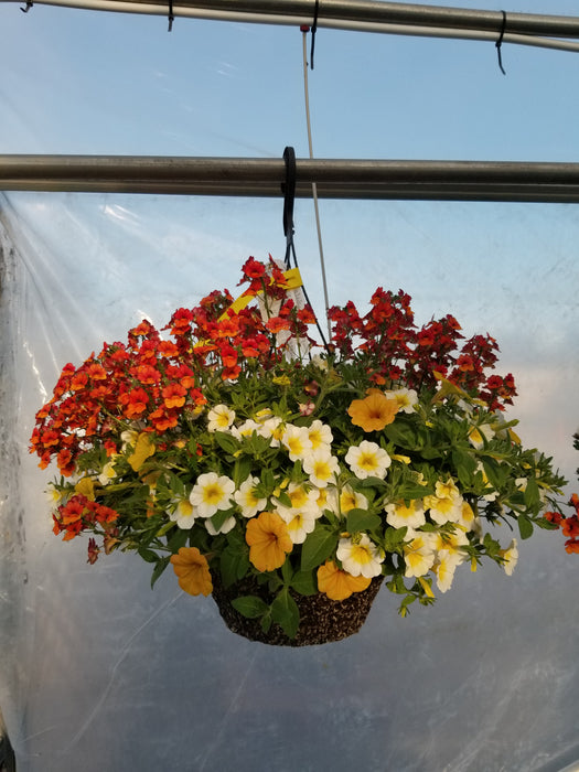 SUNNY MIXED HANGING BASKET - 12" (30cm) WIDE AND 7" (18cm) DEEP - Springbank Greenhouses