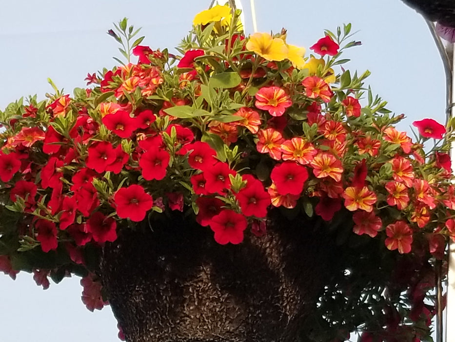 SUNNY MIXED HANGING BASKET - 12" (30cm) WIDE AND 7" (18cm) DEEP - Springbank Greenhouses