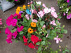 SHADY MIXED HANGING BASKET - 12" (30cm) WIDE AND 7" (18cm) DEEP - Springbank Greenhouses