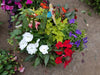 PARTIAL SHADE MIXED HANGING BASKET - 12" (30cm) WIDE AND 7" (18cm) DEEP - Springbank Greenhouses