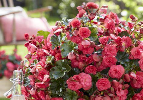 BEGONIA VERMILLION SERIES HANGING BASKETS - 12" WIDE (30cm) AND 7" DEEP (18cm)