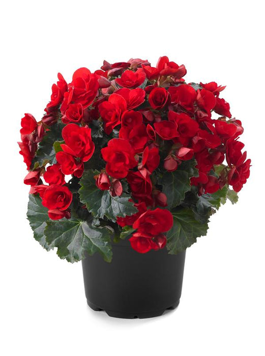 BEGONIA VERMILLION SERIES HANGING BASKETS - 12" WIDE (30cm) AND 7" DEEP (18cm)
