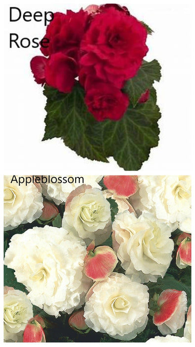 BEGONIA NONSTOP HANGING BASKET - CONTAINER IS 12" (30cm) WIDE AND 7" (18cm) DEEP - Springbank Greenhouses