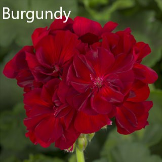 GERANIUM LARGE CALLIOPE HANGING BASKET - CONTAINER IS 12" (30cm) WIDE AND 7" (18cm) DEEP - Springbank Greenhouses