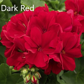 GERANIUM LARGE CALLIOPE PATIO PLANTERS - CONTAINER IS 11" (28cm) WIDE AND 9" (23cm) DEEP - Springbank Greenhouses