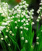 CONVALLARIA (LILY OF THE VALLEY) - Quart - Springbank Greenhouses