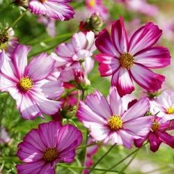 COSMOS PEPPERMINT CANDY - 4.5" - Springbank Greenhouses
